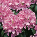 Rhododendron 'Roseum Elegans'