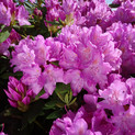Rhododendron 'Roseum Pink' <br>Rhododendron Hybride / Großblumiger Rhododendron