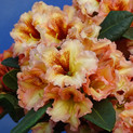 Rhododendron 'Salmon Kiss' <br> Rhododendron Hybride / Großblumiger Rhododendron