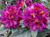 Rhododendron 'September Blues' <br>Rhododendron Hybride / Großblumiger Rhododendron