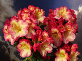 Rhododendron 'Sunshake' -R- <br>Rhododendron Hybride / Großblumiger Rhododendron
