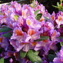 Rhododendron 'Tanaga' <br>Rhododendron Hybride / Großblumiger Rhododendron
