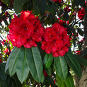 Rhododendron 'Taurus' <br>Rhododendron Hybride / Großblumiger Rhododendron