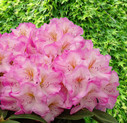 Rhododendron 'Ulrike Jost' <br>Rhododendron Hybride / Großblumiger Rhododendron