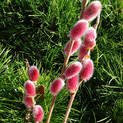 Salix gracilistyla 'Mount Aso' (Rotkätzchen-Weide, Ostasiatische Weide / Salicaceae)