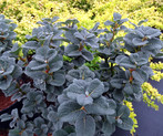 Salix x boydii <br> (Schottische Zwerg-Weide/Salicaceae)