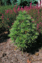 Sciadopitys verticillata 'Grüne Kugel'<br> (Taxodiaceae / Japanische Schirmtanne)