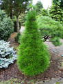 Sciadopitys verticillata 'Beauty Green' <br> (Taxodiaceae / Japanische Schirmtanne)