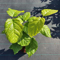 Sinocalycanthus chinensis <br> (Weißblütiger Gewürzstrauch / Calycanthaceae, Gewürzstrauchgewächsen)