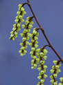 Stachyurus chinensis 'Celina' <br> (Perlschweif, Schweifähre/ Stachyuraceae)