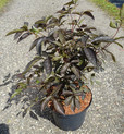 Staphylea colchica 'Black Beauty'<br> (Kolchische Pimpernuß, Klappernuß / Staphyleaceae - Pimpernußgewächse)