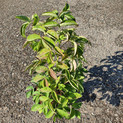 Staphylea pinnata <br>(Gemeine Pimpernuss, Gefiederte Pimpernuss, Klappernuss  / Staphyleaceae - Pimpernußgewächse)