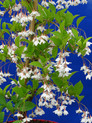 Styrax japonica 'Pendulus' <br> (Japanischer Storaxbaum/Styracaceae)
