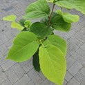 Styrax obassia<br> (Obassia, Storaxbaum, Rundblättriger Storaxbaum / Styracaceae - Storaxbaumgewächse)