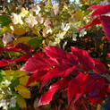 Sycoparrotia semidecidua 'Purple Haze' <br> (Hamamelidaceae / Parrotie, Eisenholzbaum)