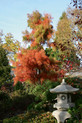 Taxodium ascendens 'Nutans'<br> (Taxodiaceae / Teichzypresse, Aufsteigende Sumpfzypresse)
