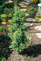 Taxodium distichum 'Pévé Minaret'<br> (Taxodiaceae / Echte Sumpfzypresse, Sumpfeibe)