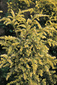 Taxus baccata 'Adpressa Aurea'<br> (Taxaceae / Eibe)