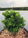 Taxus baccata 'Cristata' <br> (Taxaceae / Eibe)