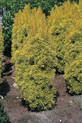 Taxus baccata 'Germer's Gold'<br> (Taxaceae / Eibe)