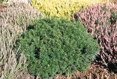 Taxus baccata 'Green Diamond'<br> (Taxaceae / Eibe)