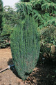 Taxus baccata 'Litfaß'<br> (Taxaceae / Eibe)