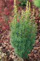 Taxus baccata 'Micro' <br> (Taxaceae / Eibe)