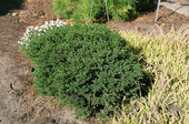 Taxus baccata 'Minima'<br> (Taxaceae / Eibe)