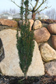 Taxus baccata 'Moderato' <br> (Taxaceae / Eibe)