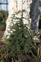 Taxus baccata 'Pendula'<br> (Taxaceae / Eibe)