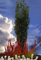 Taxus baccata 'Pirat'  <br> (Taxaceae / Eibe)