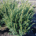 Taxus baccata 'Rushmoore'<br> (Taxaceae / Eibe)