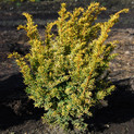 Taxus baccata 'Semperaurea'<br> (Taxaceae / Eibe)