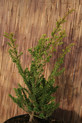 Taxus cuspidata 'Amersfoort' <br>(syn. T. baccata 'Amersfoort', T. x media 'Amersfoort', Taxaceae / Japanische Eibe)