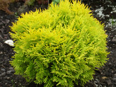 Thuja occidentalis 'Amber Glow' <br> (Cupressaceae / Lebensbaum)