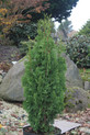 Thuja occidentalis 'Brobecks Tower' <br> (Cupressaceae / Lebensbaum)