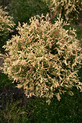 Thuja occidentalis 'Herzberg' (Syn. 'Albospica')<br> (Cupressaceae / Lebensbaum)