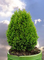 Thuja occidentalis 'Maks' <br> (Cupressaceae / Lebensbaum)