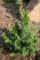 Thuja occidentalis 'Maloyana Holub' <br> (Cupressaceae / Lebensbaum)