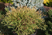 Thuja occidentalis 'Mr. Bowling Ball'<br> (Cupressaceae / Lebensbaum)
