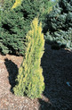 Thuja orientalis 'Golden Minaret'<br> (Cupressaceae / Lebensbaum)