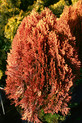 Thuja orientalis 'Morgan'<br> (Cupressaceae / Lebensbaum)