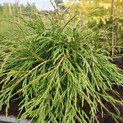 Thuja plicata 'Kagers Beauty'  <br> (Cupressaceae / Riesen-Lebensbaum)