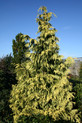 Thuja plicata 'Zebrina Extra Gold'<br> (Cupressaceae / Riesen-Lebensbaum)