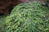 Tsuga canadensis 'Cole's Prostrate'<br> (Pinaceae / Kanadische Hemlocktanne)