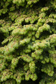 Tsuga canadensis 'Everitt Golden' <br> (Pinaceae / Kanadische Hemlocktanne)