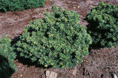 Tsuga canadensis 'Minuta'<br> (Pinaceae / Kanadische Hemlocktanne)