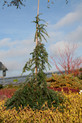 Tsuga canadensis 'Pendula'<br> (Pinaceae /Kanadische Hemlocktanne)