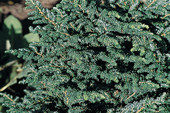 Tsuga canadensis 'Verkade Recurved'<br> (Pinaceae / Kanadische Hemlocktanne)