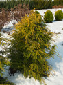 Tsuga canadensis 'Wintergold' <br> (syn. Vermäulens Wintergold) (Pinaceae / Kanadische Hemlocktanne)